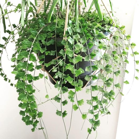 A lush hanging plant in a dark pot displays cascading green foliage with small fan-shaped leaves.