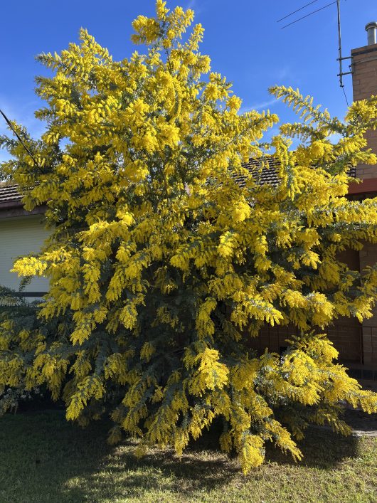 A large tree with vibrant yellow flowers in full bloom stands in front of a house, partially shading a grassy lawn under a clear blue sky.