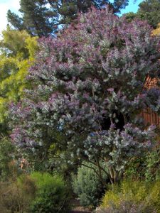 A tall tree with dense purple flowers and green leaves is surrounded by other greenery and set against a backdrop of larger trees and a wooden structure.