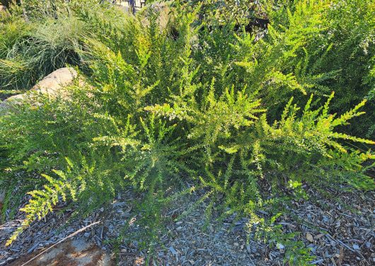 Dense foliage of a green shrub with small leaves, growing in a garden area with wood chip mulch and rocks visible in the background. Acacia paradoxa Acacia Prickly wattle, Kangaroo thorn or Kangaroo wattle. Prickly wattle acacia paradoxa