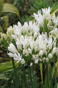 Close-up of white African lily flowers with clusters of buds and blossoms growing on tall green stems amidst green foliage.