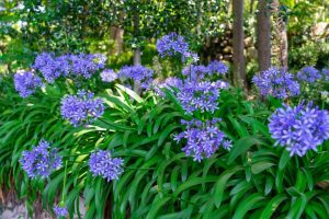 A garden bed of purple Agapanthus flowers in full bloom surrounded by green leaves, set against a backdrop of trees.