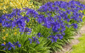 Clusters of vibrant purple agapanthus flowers are in bloom along the edge of a garden pathway, with yellow flowers visible in the background.