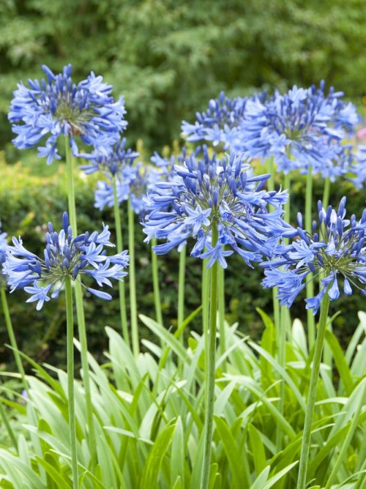 A cluster of tall green-stemmed flowers with spherical clusters of small, purple-blue petals, standing amidst a green leafy garden background.