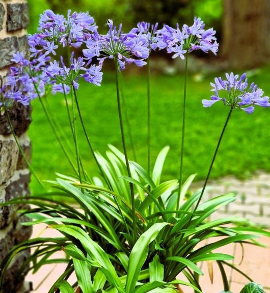 A cluster of purple flowers with long green stems and leaves grows near a stone wall and a brick path, set against a green lawn background.