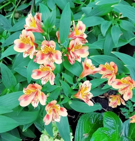 A cluster of Alstroemeria 'Inca Flamingo' Peruvian Lilies, with lush green leaves, grows serenely in the garden.