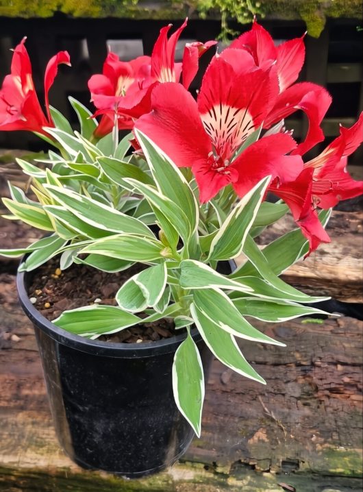 An Alstroemeria 'Katiana' Princess Variety in a 6" pot, showcasing vibrant red blooms and variegated green foliage, adorns a wooden surface.