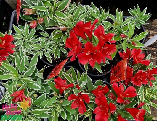 Alstroemeria 'Katiana' Princess Variety 6" pots, featuring red flowers and green leaves with white edges, are beautifully displayed in a garden center.