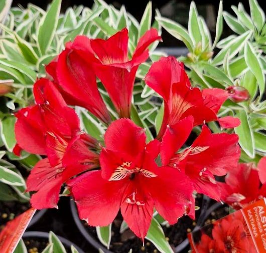 Close-up of vibrant Alstroemeria 'Katiana' Princess Variety in a 6" pot, showcasing red, striped petals with lush green variegated leaves.