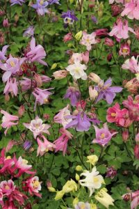 A garden bed featuring a variety of Aquilegia flowers in shades of purple, pink, white, and yellow, surrounded by green foliage. The Aquilegia 'McKana Giants Mix' 4" Pot adds a vibrant touch to this stunning display.