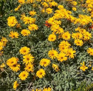 A garden bed featuring Arctotis 'Yellow' in a vibrant 6" pot, surrounded by lush green foliage.