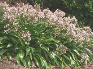 Arthropodium 'Pink Stars' Rock Lily in a 6" pot, with green foliage and clusters of small, light pink flowers resembling delicate stars, grows gracefully in a garden.