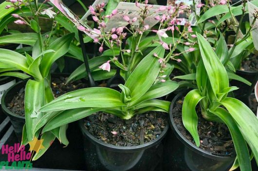 A 6" pot of Arthropodium 'Pink Stars' Rock Lily showcasing its vibrant green leaves and blossoms is on display, with a partially visible sign in view.