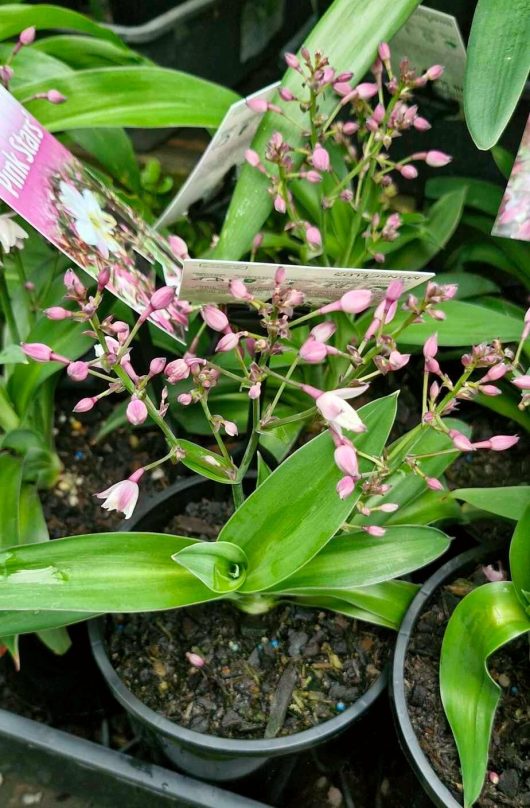 A potted Arthropodium 'Pink Stars' Rock Lily, showcasing narrow green leaves and small pink buds, similar to those found in a garden center.