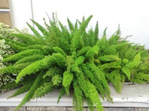 A dense cluster of bright green, feathery asparagus fern plants growing against a white wall.