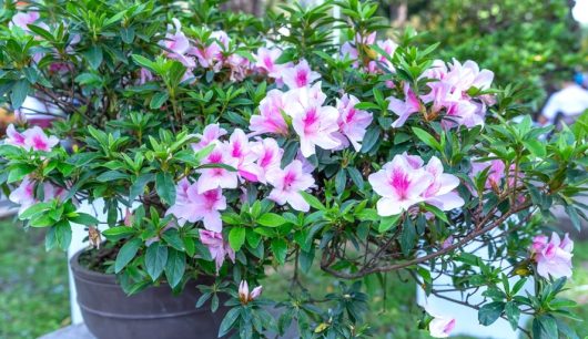 A potted shrub with pink and white flowers blooms among green foliage.