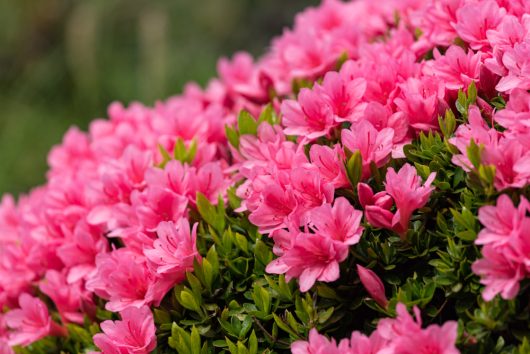 Close-up shot of vibrant pink azalea flowers in full bloom, surrounded by green foliage.