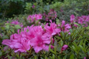 Close-up of vibrant pink azalea flowers surrounded by green foliage.