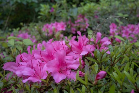 Close-up of vibrant pink azalea flowers surrounded by green foliage.