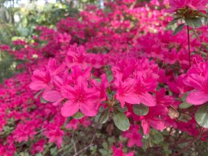 Close-up of vibrant pink azaleas in full bloom, nestled in an Azalea 'Terra Nova' 6" Pot (Copy), with lush green leaves and more azalea flowers in the background.