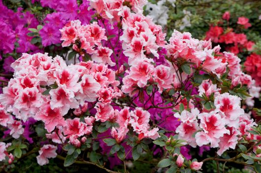 A vibrant display of Azalea 'Doctor Dorfmann' flowers in full bloom with green leaves in an 8" pot, accented with a few purple flowers in the background, reminiscent of an exquisite garden.