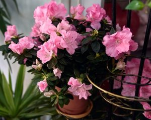 A potted azalea plant with numerous pink flowers is placed among other green foliage.