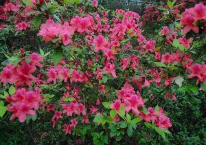 Close-up of a bush with vibrant pink azalea flowers and green leaves, showcasing the dense clusters of blooms.