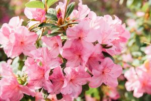 Close-up of a cluster of pink Azalea 'Inga' flowers in full bloom, nestled in a 6" pot and surrounded by green leaves.