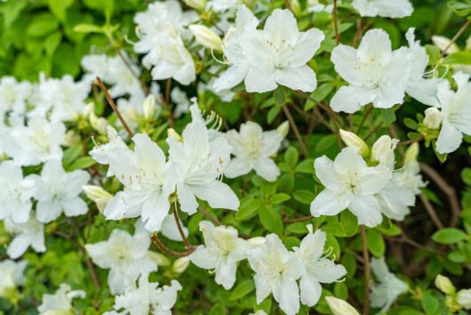 A cluster of white flowers with green leaves in a garden.