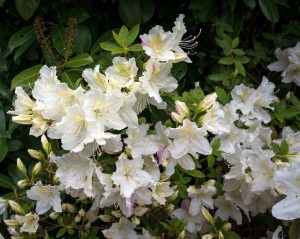 Close-up view of a bush with white Azalea 'Helmut Vogel' flowers in full bloom, surrounded by lush green foliage, all thriving beautifully in an Azalea 'Helmut Vogel' 6" Pot (Copy).