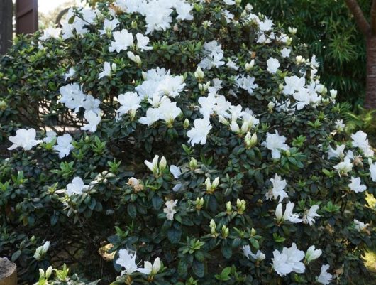 Bush with white flowers and dark green leaves in a garden.