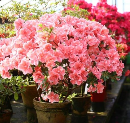 A potted Azalea indica 6" Pot with clusters of light pink flowers is positioned in a greenhouse among various other flowering plants, thriving beautifully.