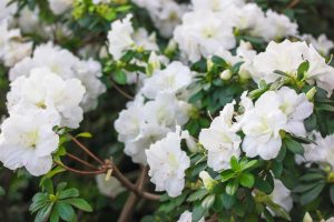 A beautiful cluster of Azalea 'Seikei' flowers in full bloom, nestled in an 8" pot with lush green leaves surrounding them.