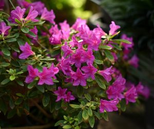 A vibrant bush of pink azalea flowers in full bloom with green leaves.