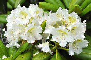 Close-up of white rhododendron flowers with green leaves in the background.