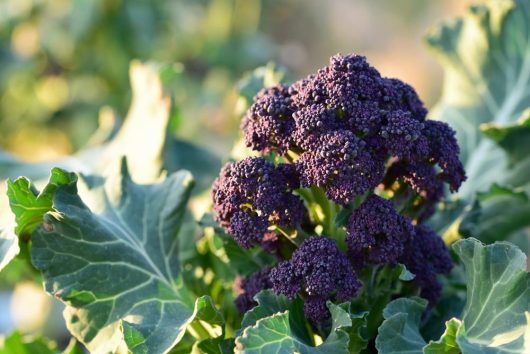 A close-up of Broccoli 'Purple' 4" Pot, showcasing its vibrant purple head and lush green leaves glistening in natural outdoor sunlight.