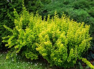 A dense bush with vibrant green leaves is situated among other greenery in a garden setting.