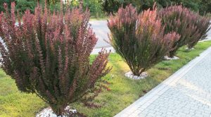 Four neatly arranged, reddish-purple barberry shrubs are planted along a pavement with a backdrop of green vegetation.