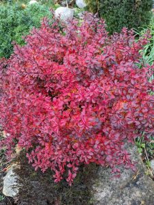 A bush with small, vibrant red leaves growing in a garden setting. Rocks and various types of greenery surround the plant.