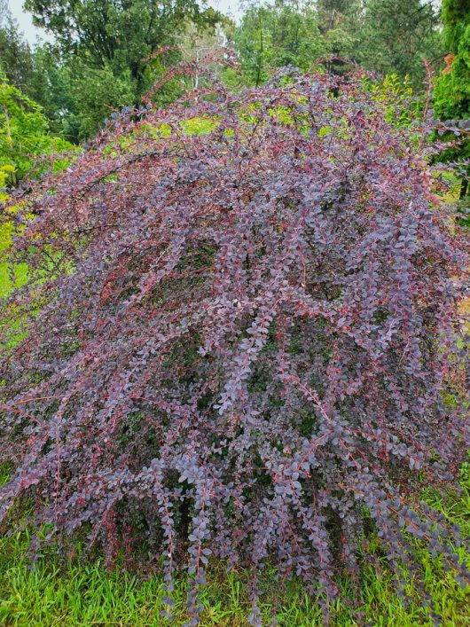 A large shrub with dense, dark purple foliage, featuring numerous thin branches and small leaves, growing amidst green grass and surrounded by a forested area.