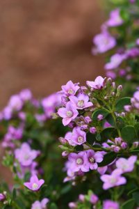 Close-up view of a cluster of small, purple Boronia 'Aniseed Boronia' flowers with green leaves in a garden setting, thriving beautifully in a 6" pot.