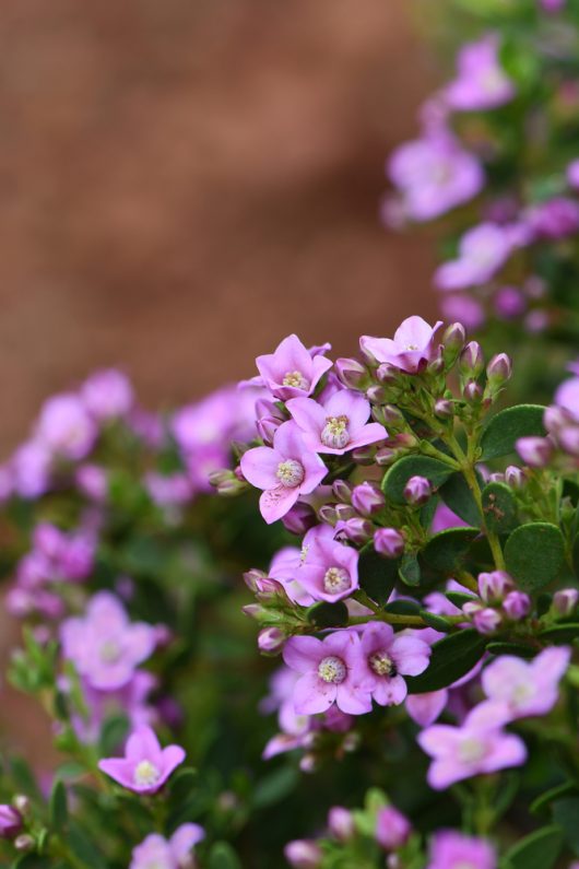 Close-up view of a cluster of small, purple Boronia 'Aniseed Boronia' flowers with green leaves in a garden setting, thriving beautifully in a 6" pot.