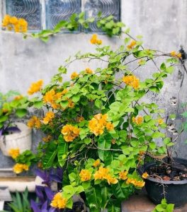 A vibrant Pittosporum 'Perfect Pillar' in a 16" pot, set against a gray wall with a small window above. The lush green leaves and bright orange flowers contrast beautifully with the rough, weathered background.