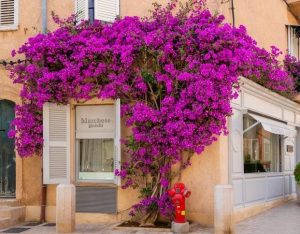 A storefront with a sign "Marchese Gioielli" is adorned with vibrant purple bougainvillea flowers, a red fire hydrant stands in front of it.