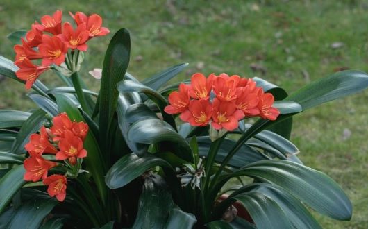 A cluster of orange flowers with long green leaves in an outdoor setting.