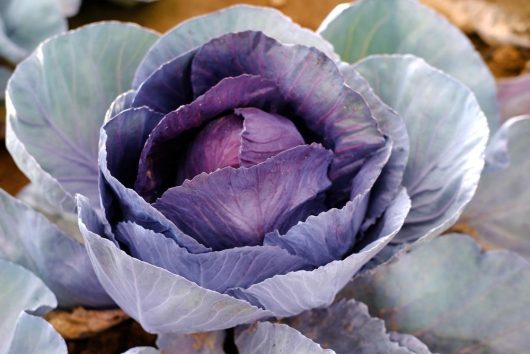 Close-up of a Cabbage 'Red' 4" Pot, showcasing its vibrant purple hue and surrounded by large, layered leaves.