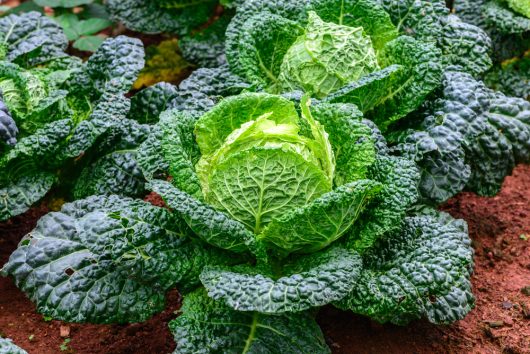 Close-up of Cabbage 'Red' plants growing in the soil, showcasing their large, textured leaves and compact heads, perfect for a 4" pot.