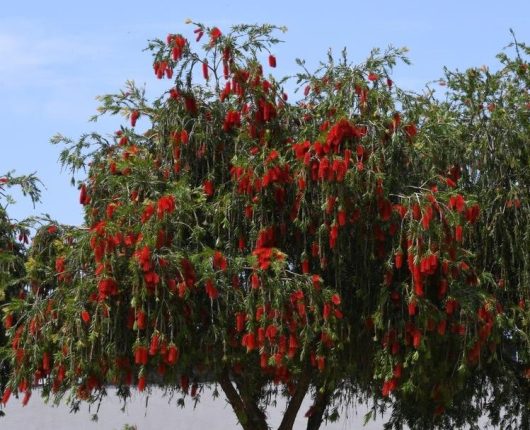 A tree with green foliage and red, brush-like flowers, seen against a blue sky.