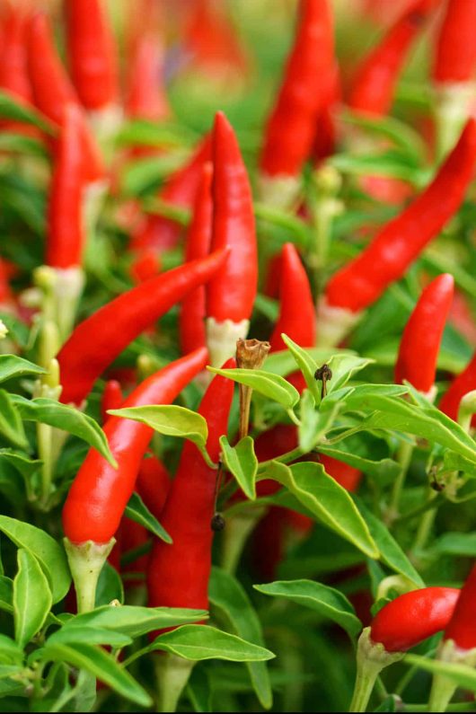 Close-up of a bunch of vibrant red chili peppers growing among green leaves in a garden.