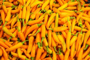 A pile of bright orange Capsicum 'Siam' Chilli Peppers fills the frame, with green stems visible on each pepper from the 4" pot.